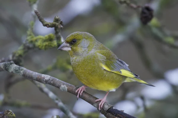 Grünfink (Chloris chloris)) — Stockfoto