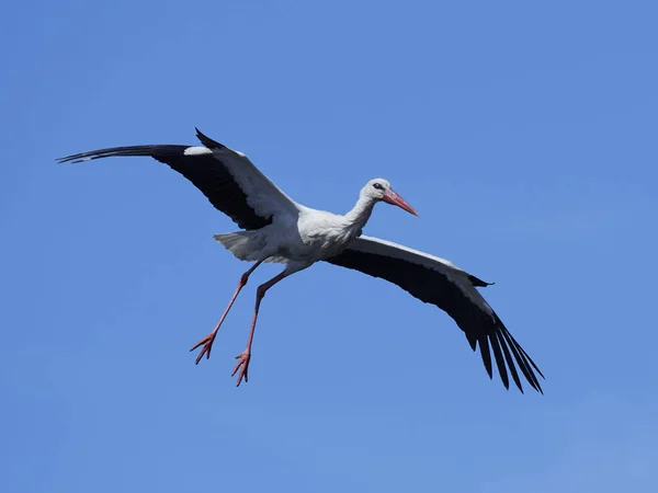 White Stork Flight Blue Skies Background — Stock Photo, Image