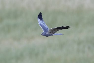 Montagus harrier (Circus pygargus)