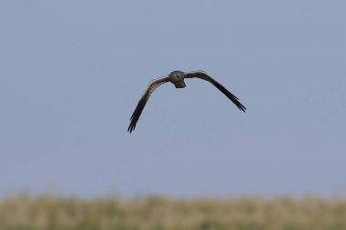 Montagus harrier (Circus pygargus)