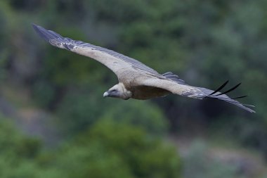 Griffon akbabası (Gyps fulvus)