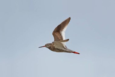 Genel Redshank (Tringa totanus)