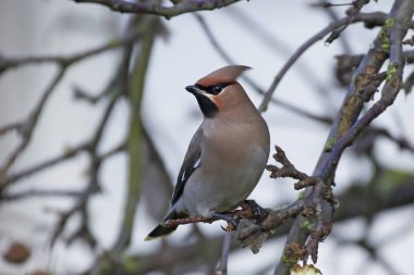 Bohem İpekkuyruk (Bombycilla garrulus)