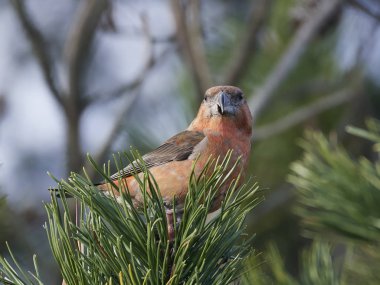 papağan çaprazgaga (Loxia pytyopsittacus)