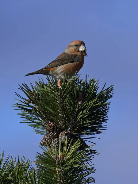 Ponto de cruz de papagaio (Loxia pytyopsittacus ) — Fotografia de Stock