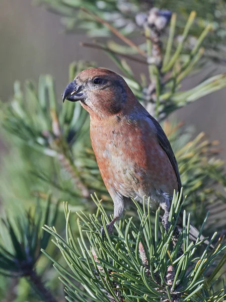 Parrot crossbill (Loxia pytyopsittacus) — Stock Photo, Image