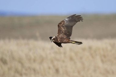 Batı marsh harrier (sirk aeruginosus)