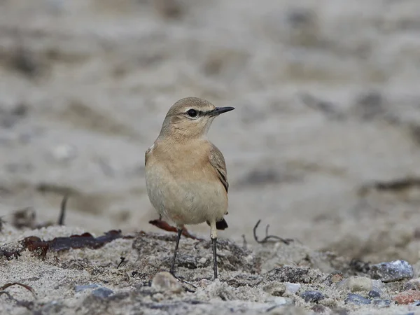 Oreja de trigo isabelina (Oenanthe isabellina ) — Foto de Stock