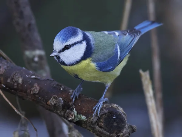 Eurasian blue tit (Cyanistes caeruleus) — Stok fotoğraf