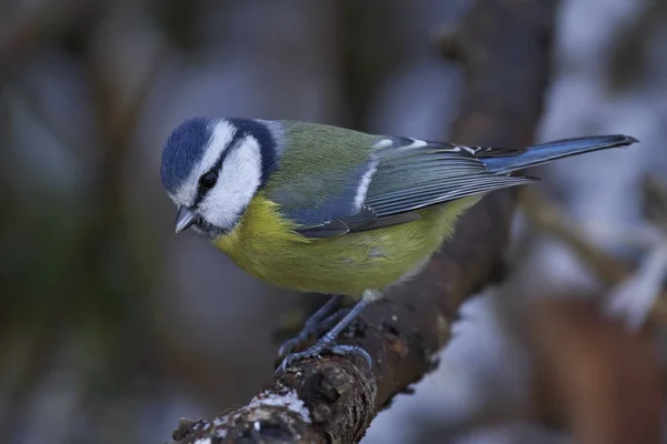 Eurasian blue tit (Cyanistes caeruleus) — Stok fotoğraf