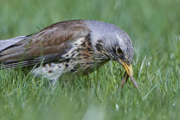 Prix sur le terrain (turdus pilaris) ) — Photo