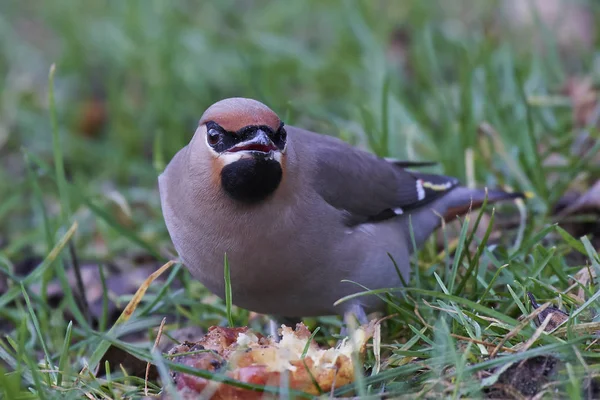 Bohemian Waxwing (Bombycilla garrulus)) — Stockfoto