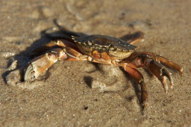 Shore Yengeç (Çingene maenas)