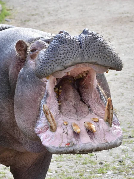 Nijlpaard (nijlpaard amphibius) — Stockfoto