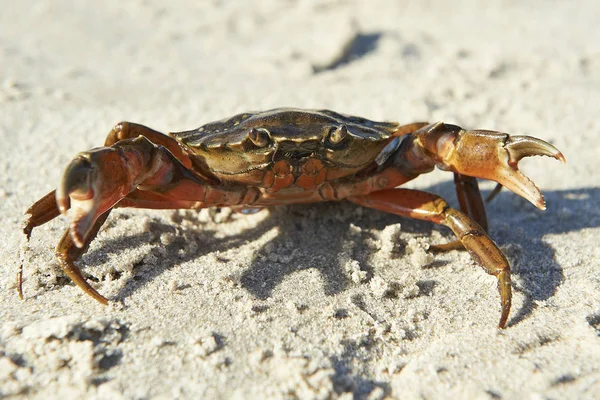 Granchio della costa (Carcinus maenas ) — Foto Stock