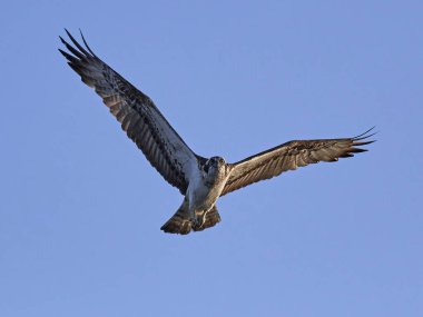 Sorguç (pandion haliaetus)