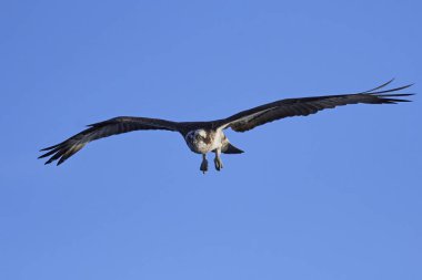 Sorguç (pandion haliaetus)