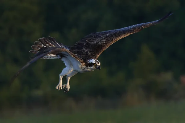 Sorguç (pandion haliaetus) — Stok fotoğraf