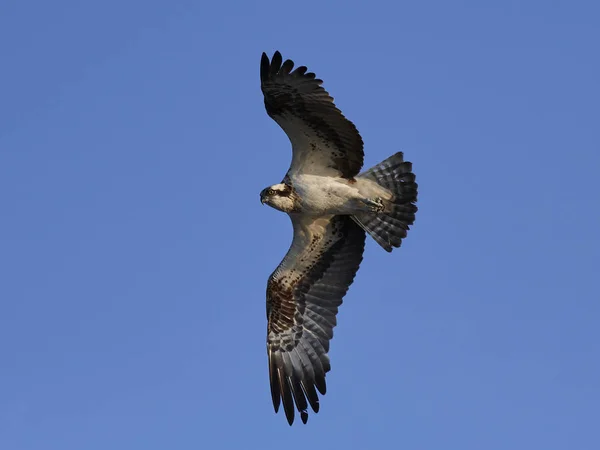 鱼鹰 (潘底翁 haliaetus) — 图库照片