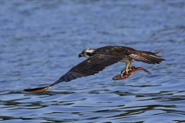 Osprey (pandion haliaetus) ) —  Fotos de Stock