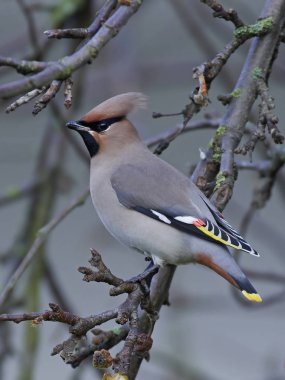Bohem İpekkuyruk (Bombycilla garrulus)