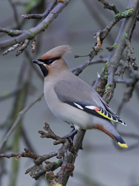 Bohem İpekkuyruk (Bombycilla garrulus)