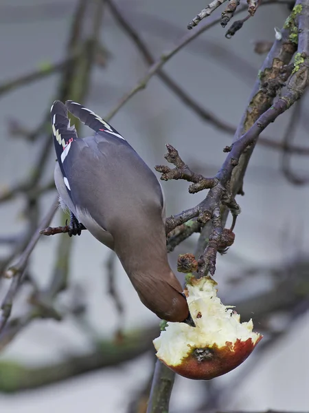 Bohem İpekkuyruk (Bombycilla garrulus)
