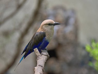 Mavi karınlı silindiri (coracias cyanogaster)