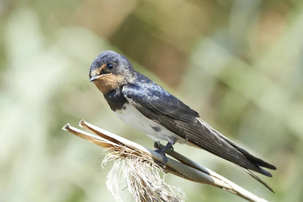 반 스 발로우 (hirundo rustica)) — 스톡 사진