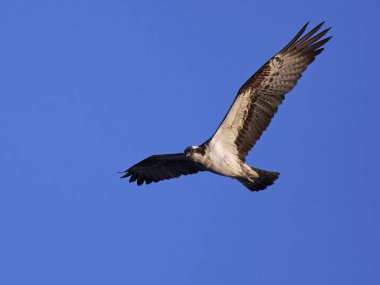 Sorguç (pandion haliaetus)