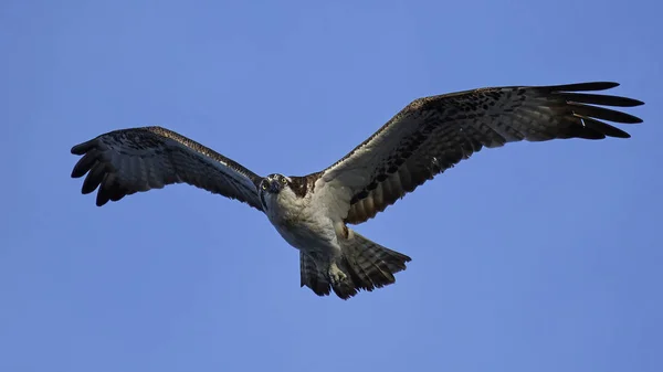 鱼鹰 (潘底翁 haliaetus) — 图库照片