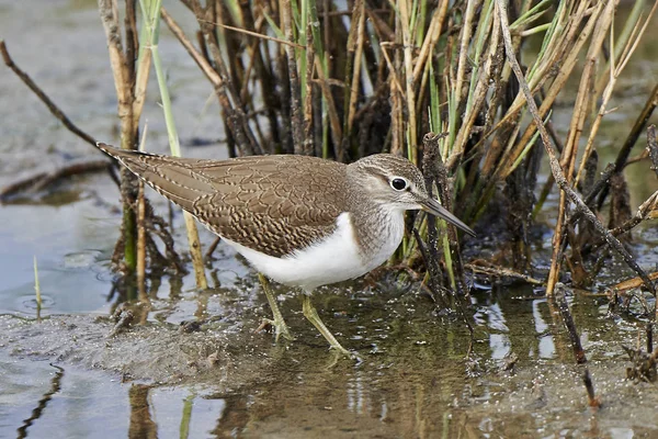 Common Sandpiper Looking Food Its Habitat — Stock Photo, Image