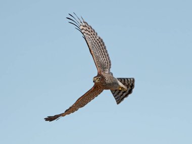 Bayağı atmaca (Accipiter nisus)