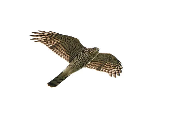 Sperwer (Accipiter nisus) — Stockfoto