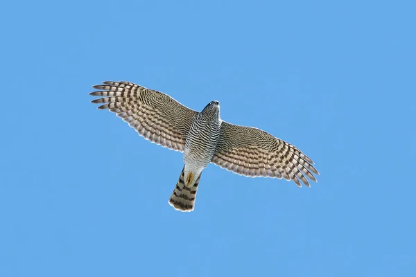 யூரேசிய ஸ்பார்வ்ஹாக் (Accipiter Ninus) ) — ஸ்டாக் புகைப்படம்