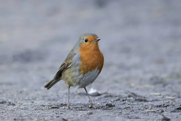 Rotkehlchen (Erithacus rubecula)) — Stockfoto