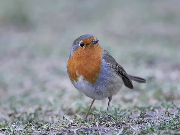 Европейская малиновка (Erithacus rubecula) — стоковое фото