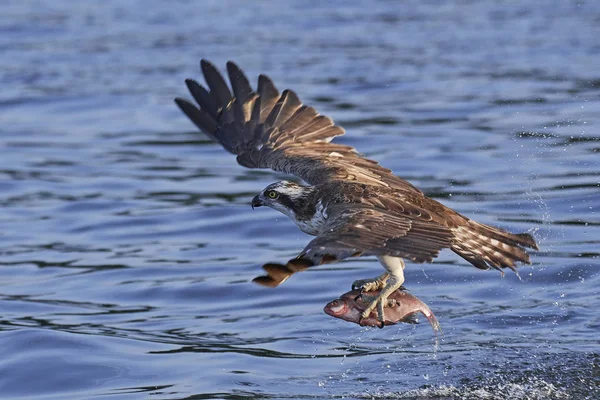 Osprey (Pandion haliaetus) ) — kuvapankkivalokuva