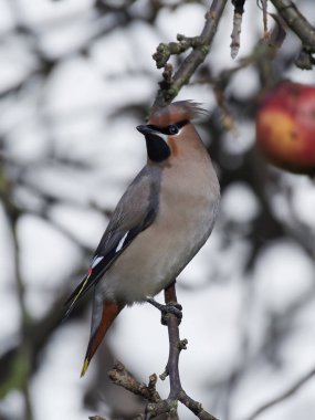 Bohem İpekkuyruk (Bombycilla garrulus)