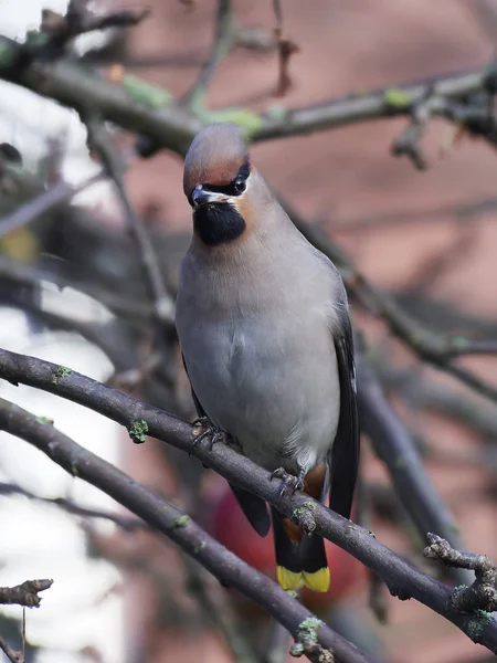 Bohemian Waxwing (Bombycilla garrulus)) — Stockfoto