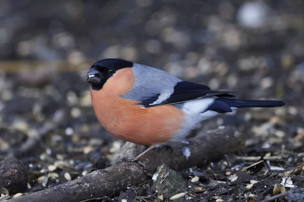 Euraziatische vink (Pyrrhula pyrrhula)) — Stockfoto