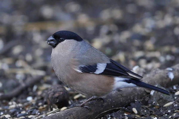 Cebula pospolita (Pyrrrhula pyrrhula)) — Zdjęcie stockowe