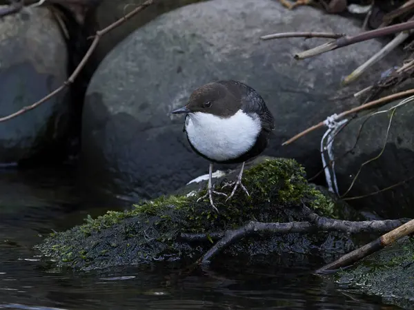 Beyaz boğazlı dipper (Cinclus cinclus) — Stok fotoğraf