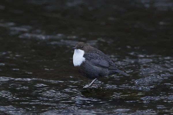 Witkeeldipper (Cinclus cinclus) — Stockfoto