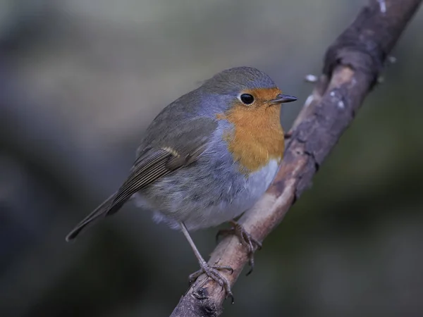 European robin (Erithacus rubecula) — Stock Photo, Image