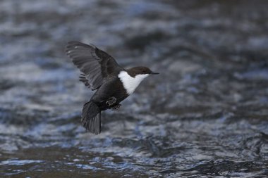 beyaz boğazlı dipper (Cinclus cinclus)