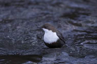 beyaz boğazlı dipper (Cinclus cinclus)