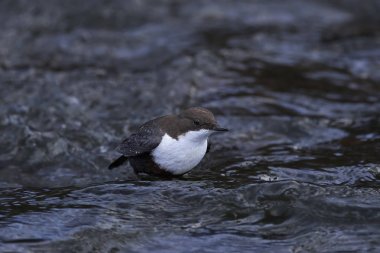 beyaz boğazlı dipper (Cinclus cinclus)