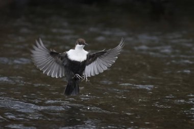 beyaz boğazlı dipper (Cinclus cinclus)