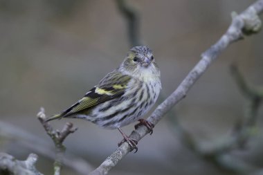 Avrasya derisi (Spinus spinus)